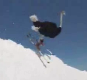 Skiing Ostrich